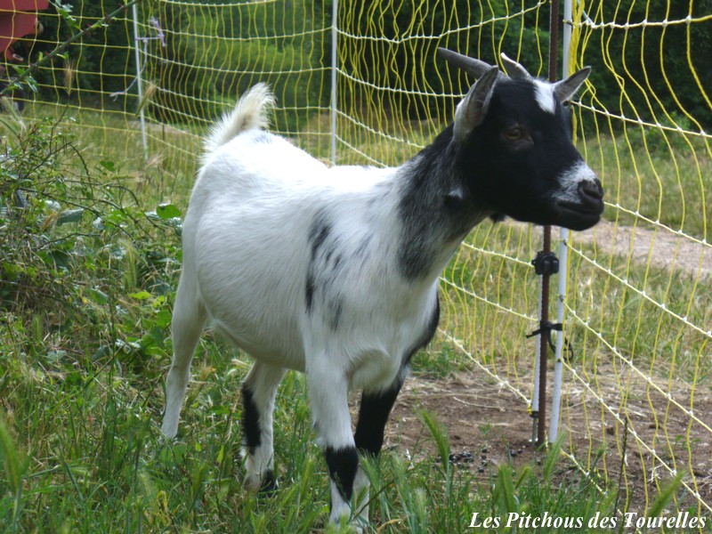 cloture electrique bouc